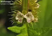 K800_Lycopus europaeus.webp