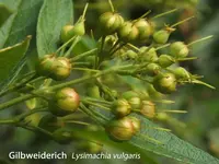 K800_Lysimachia vulgaris fr..webp