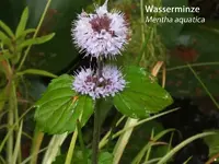 K800_Mentha aquatica.webp