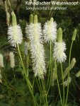 K800_Sanguisorba canadense.JPG