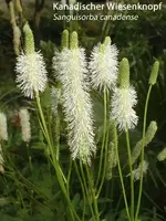 K800_Sanguisorba canadense.webp