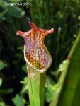 K800_Sarracenia spec..JPG