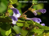 K800_Scutellaria galericulata.webp