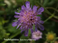 K800_Succisa pratensis.webp