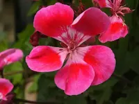 K800_DSCF4670.webp