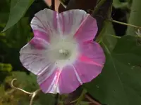 K800_DSCF4697.webp