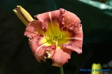Albert 250+.webp