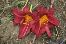 K Rot+.webp