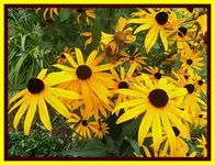 073.webp