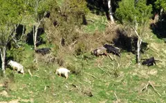 Copy of IMG_0154v.webp