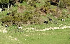 Copy of IMG_0165v.webp