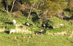 Copy of IMG_0263v.webp