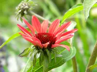 DSCN9389.webp