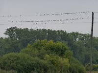 P1190138.webp