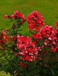 Phlox pink_600.JPG