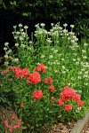 Phlox pink_weiss_Gelenkblume_weiss_500.JPG