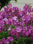 Phlox_mauve_purple_weiss_zweifarbig_600.JPG