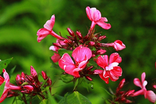 Phlox_pink_grün_Knospen_macro2_600.webp