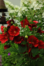 Stockrose_dunkelrot_Phlox_weiss_2 Farben_600.webp