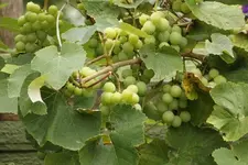 Trauben warten auf Farbe.webp