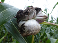 P1190141.webp