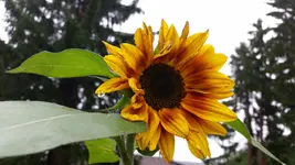 Sonnenblume spät.webp