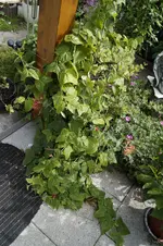 _DSC7076.webp