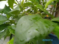 2014-08-26 14.05.42.webp
