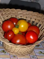 P1020400.webp