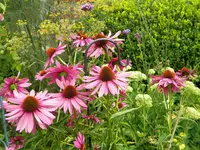 DSCN9377.webp