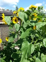 Frankenblume 1.webp