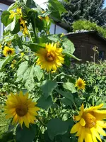Frankenblume 2.webp
