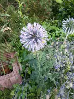 Kugeldistel blau.webp