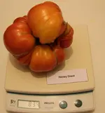 Honey Giant IMG_4456.webp