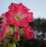 Bauernrose.webp