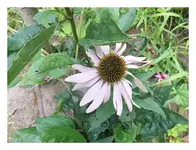 111.webp