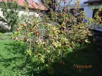 Apfelbaum.webp