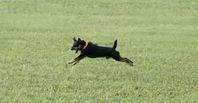 Branko (1).webp