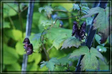 comp_DSC02205.webp