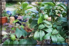 comp_DSC02209.webp