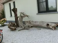 CIMG8649.webp