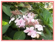 030.webp