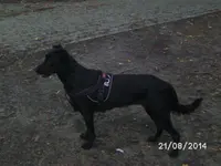 Anka (5).webp
