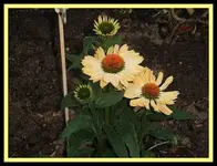 004.webp