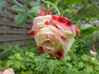 P1190159.webp