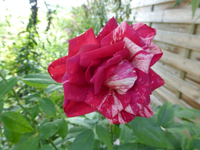P1190180.webp