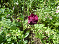 P1190187.webp