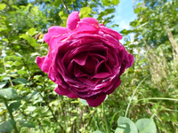 P1190188.webp