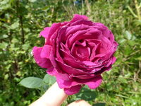 P1190189.webp