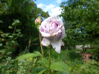 P1190190.webp